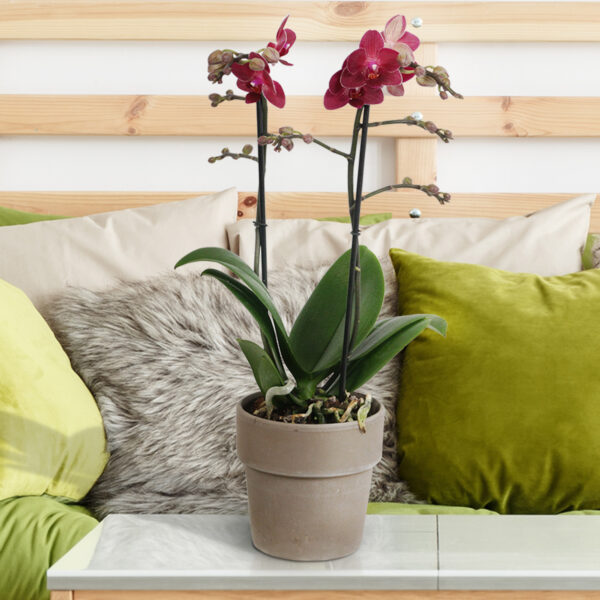 Red Lion 11 Orchidee-kopen.nl