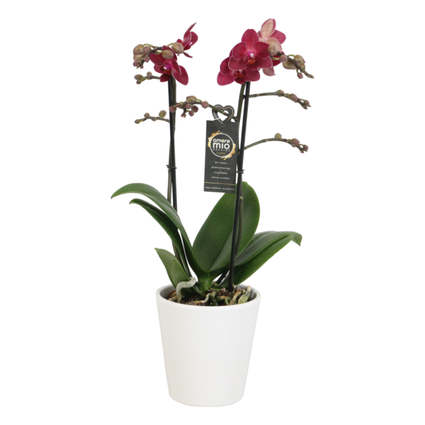 Red Lion met White Ceramic 1 5 Orchidee-kopen.nl