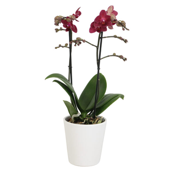 Red Lion met White Ceramic 1 7 Orchidee-kopen.nl