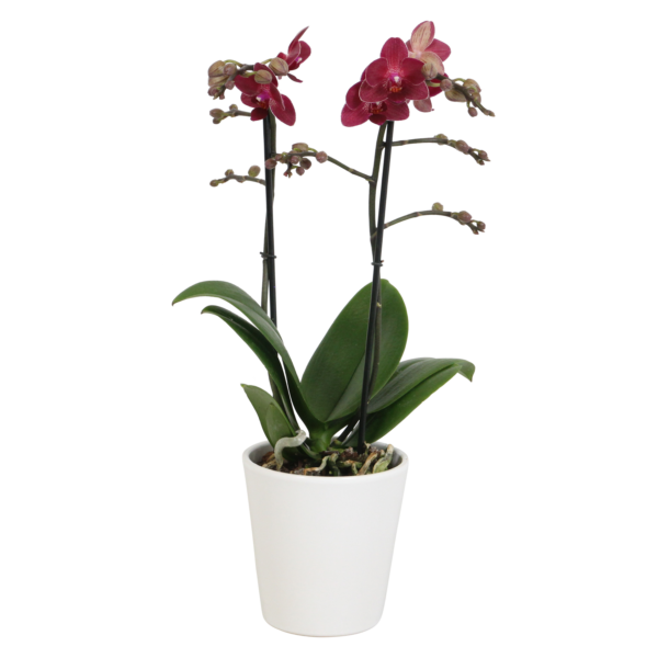 Red Lion met White Ceramic 1 8 Orchidee-kopen.nl