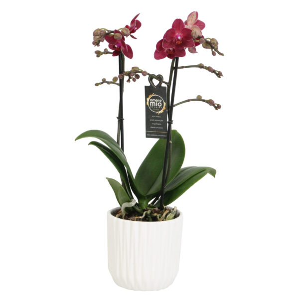 Red Lion met White Ceramic 1 9 Orchidee-kopen.nl