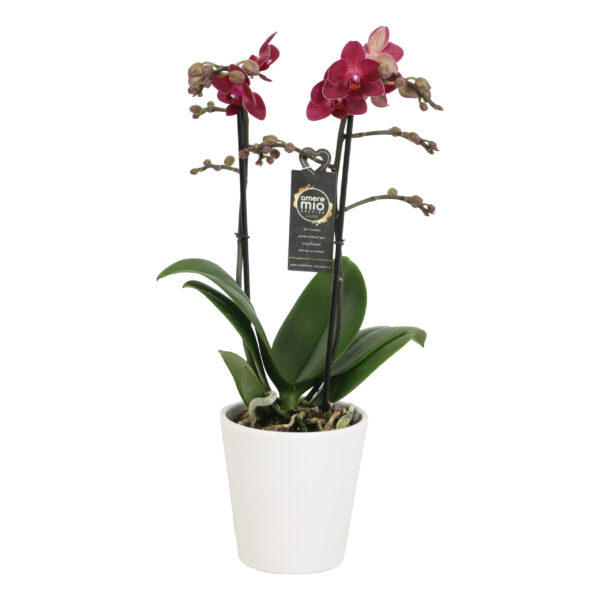 Red Lion met White Ceramic 2 5 Orchidee-kopen.nl