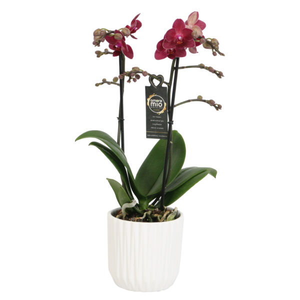 Red Lion met White Ceramic 2 7 Orchidee-kopen.nl