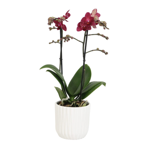 Red Lion met White Ceramic 2 8 Orchidee-kopen.nl