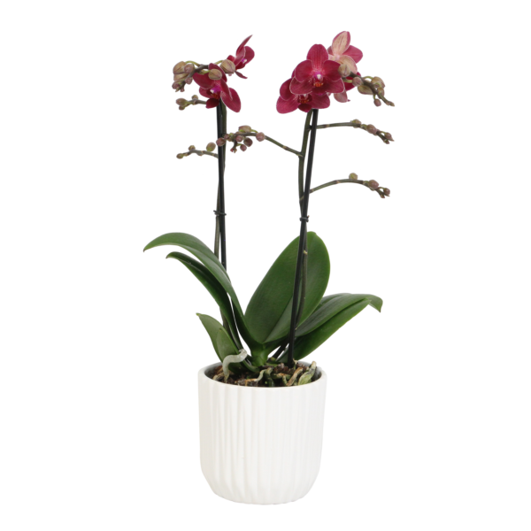 Red Lion met White Ceramic 2 9 Orchidee-kopen.nl