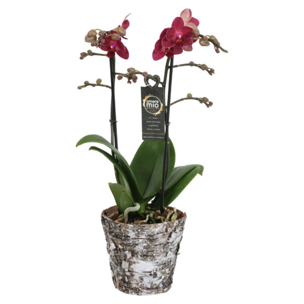 Red Lion met Wooden pot 5 Orchidee-kopen.nl