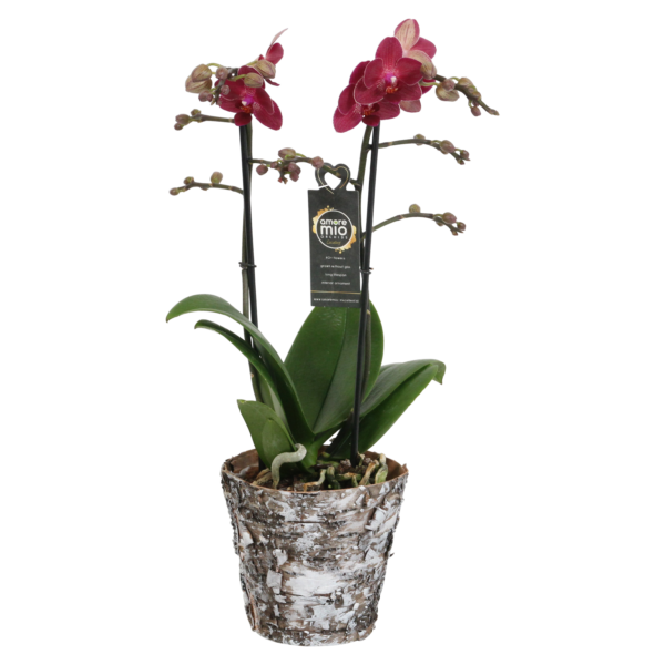 Red Lion met Wooden pot 7 Orchidee-kopen.nl