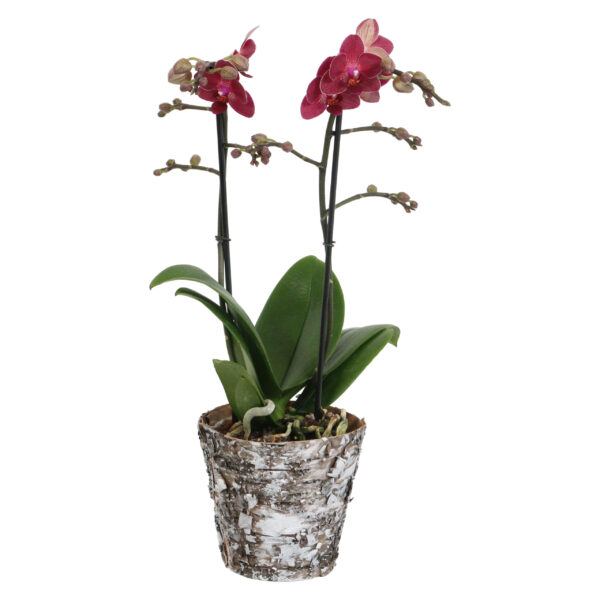 Red Lion met Wooden pot 8 Orchidee-kopen.nl