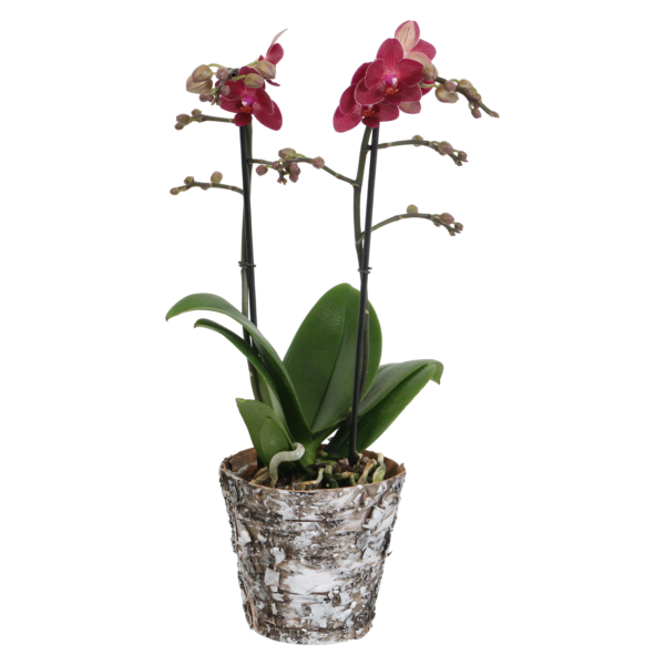 Red Lion met Wooden pot 9 Orchidee-kopen.nl