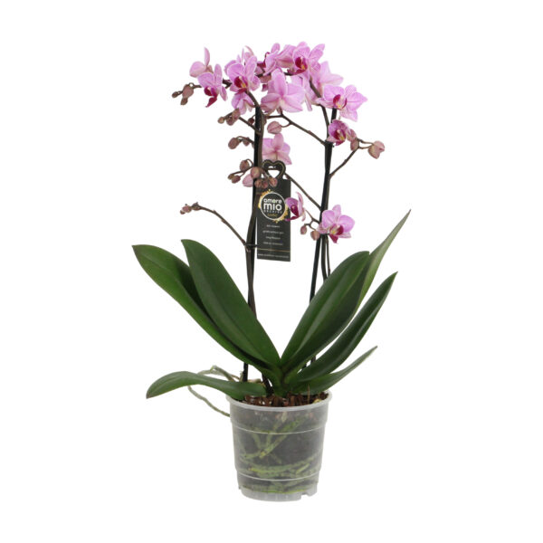 Santiago 5 Orchidee-kopen.nl