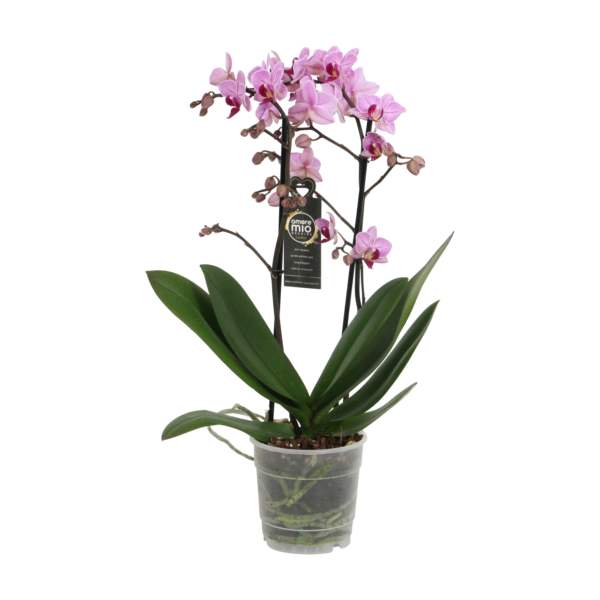 Santiago 7 Orchidee-kopen.nl