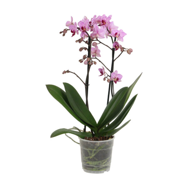 Santiago 8 Orchidee-kopen.nl