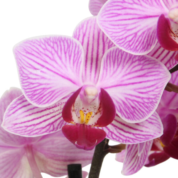 Santiago 10 Orchidee-kopen.nl