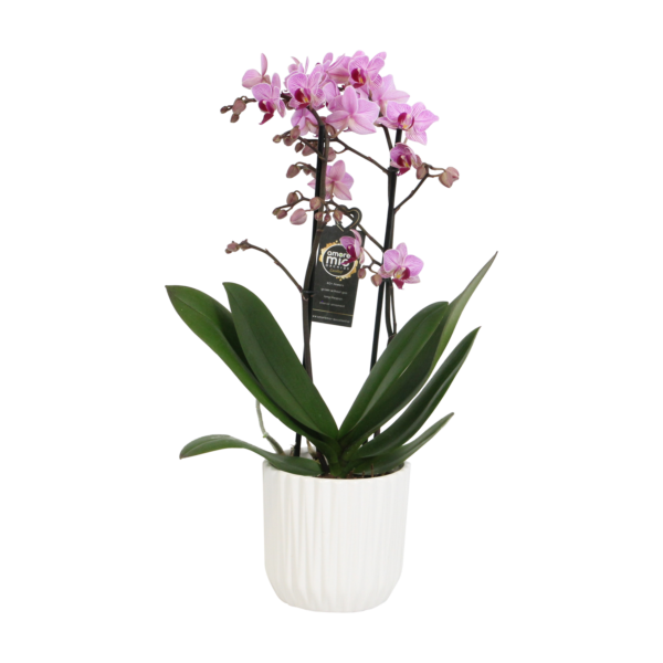 Santiago met White Ceramic 2 7 Orchidee-kopen.nl