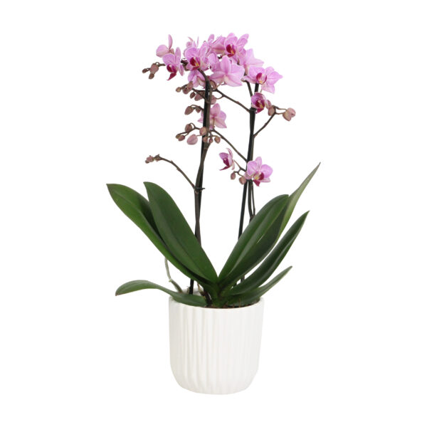 Santiago met White Ceramic 2 8 Orchidee-kopen.nl
