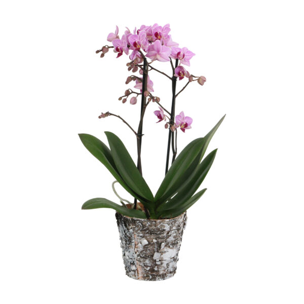 Santiago met Wooden pot 5 Orchidee-kopen.nl