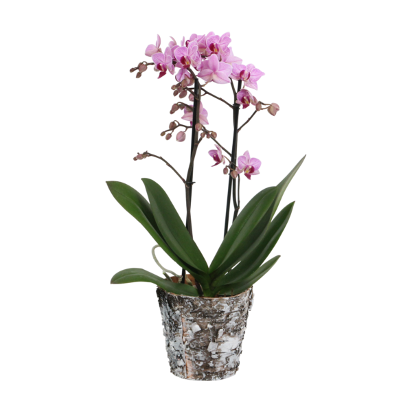 Santiago met Wooden pot 7 Orchidee-kopen.nl
