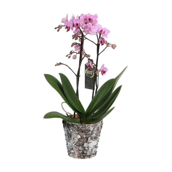 Santiago met Wooden pot 9 Orchidee-kopen.nl