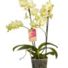 Phalaenopsis multiflora 1 Orchidee-kopen.nl