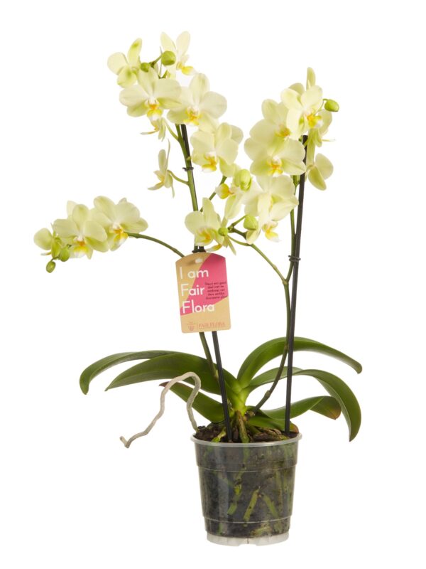 Phalaenopsis multiflora 5 Orchidee-kopen.nl