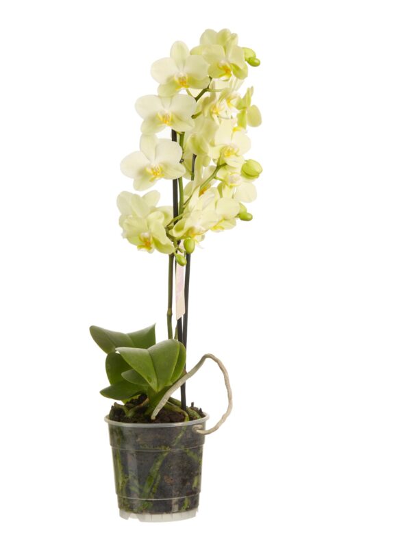 Phalaenopsis multiflora 7 Orchidee-kopen.nl