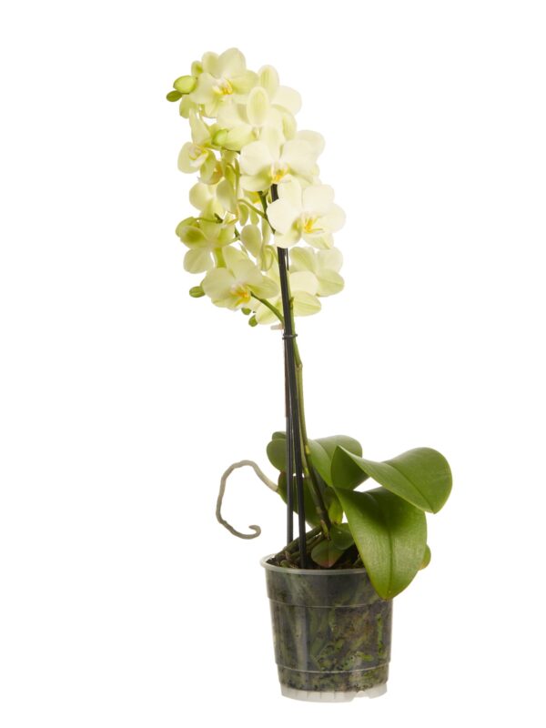 Phalaenopsis multiflora 8 Orchidee-kopen.nl