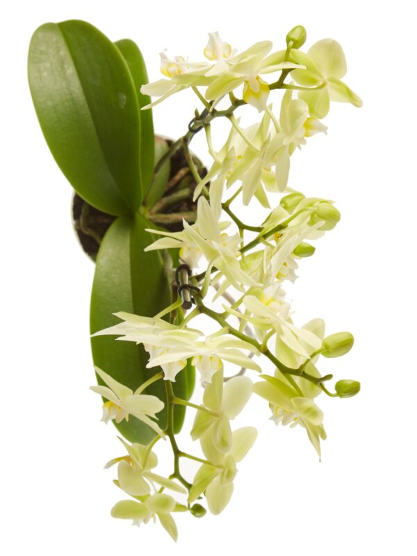 Phalaenopsis multiflora 9 Orchidee-kopen.nl