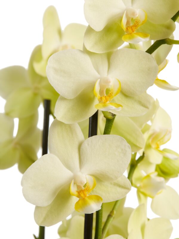 Phalaenopsis multiflora 10 Orchidee-kopen.nl