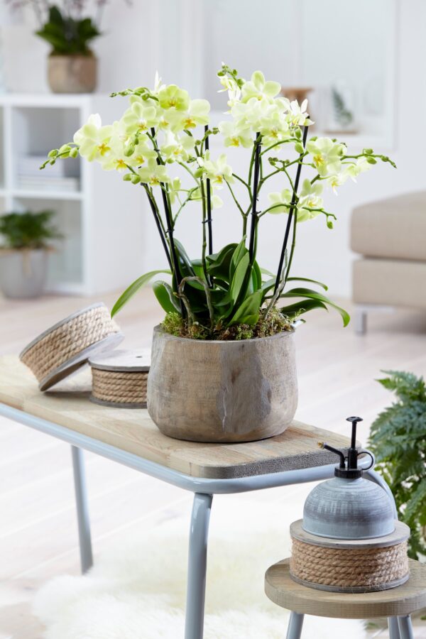 Phalaenopsis multiflora 11 Orchidee-kopen.nl