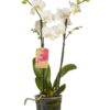 Phalaenopsis multiflora 3 Orchidee-kopen.nl