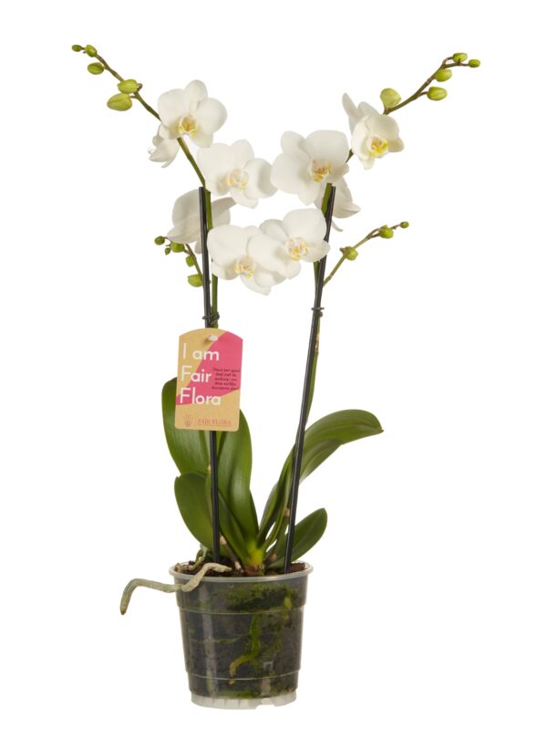 Phalaenopsis multiflora 5 Orchidee-kopen.nl