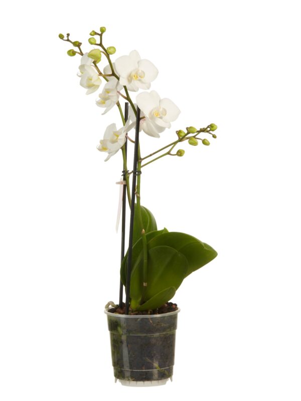 Phalaenopsis multiflora 8 Orchidee-kopen.nl