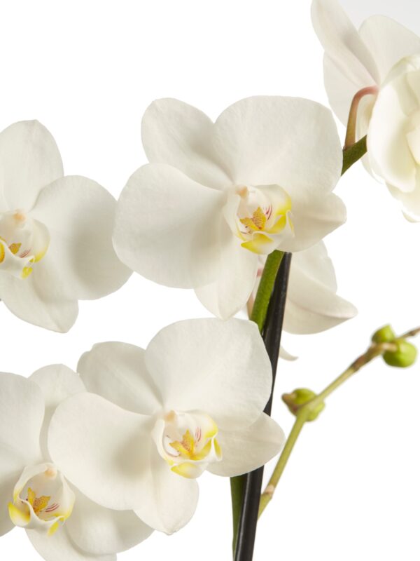 Phalaenopsis multiflora 10 Orchidee-kopen.nl
