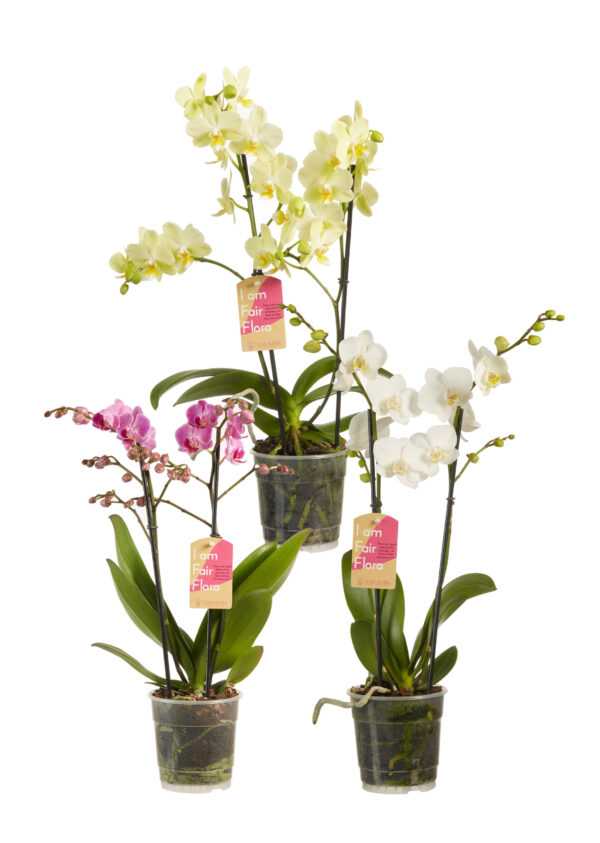 Phalaenopsis multiflora gemengd 5 Orchidee-kopen.nl
