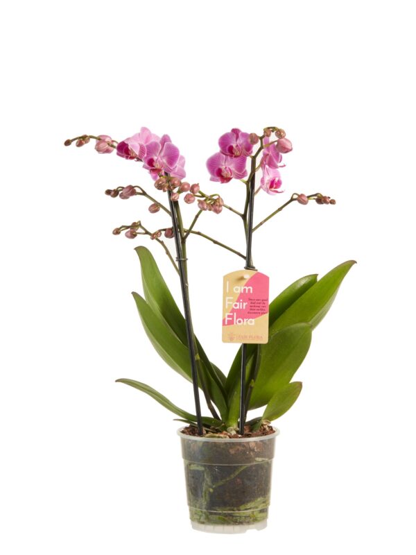 Phalaenopsis multiflora gemengd 7 Orchidee-kopen.nl