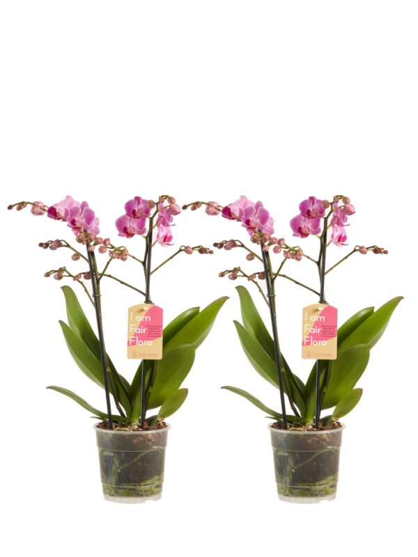 Phalaenopsis multiflora 5 Orchidee-kopen.nl