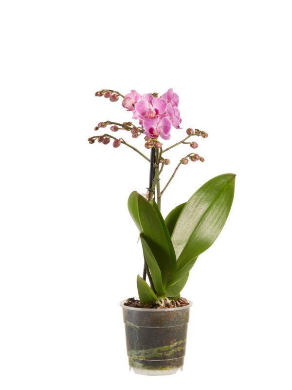 Phalaenopsis multiflora 8 Orchidee-kopen.nl