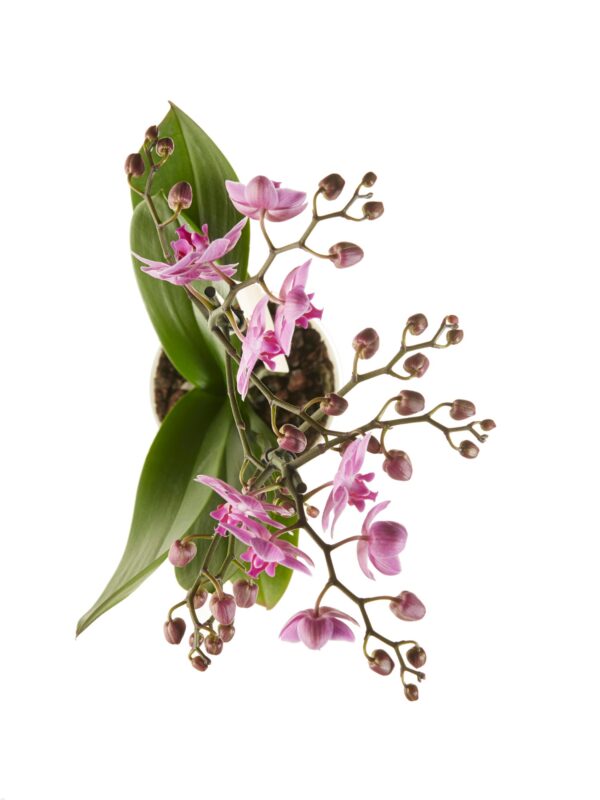 Phalaenopsis multiflora 9 Orchidee-kopen.nl
