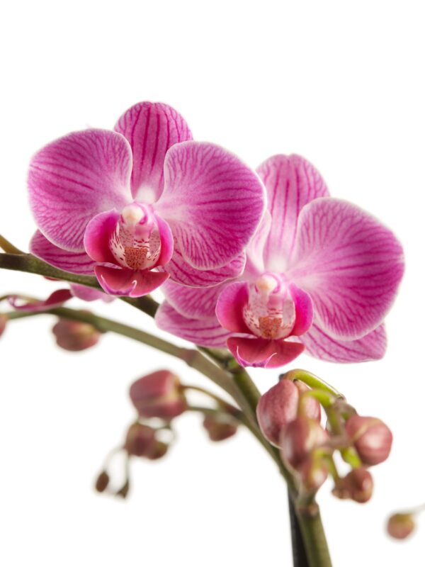 Phalaenopsis multiflora 10 Orchidee-kopen.nl