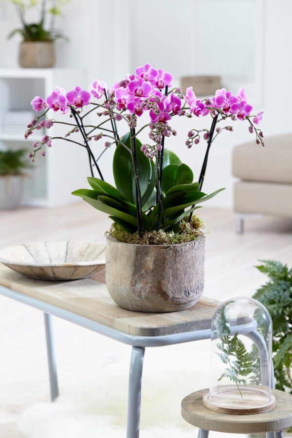 Phalaenopsis multiflora 11 Orchidee-kopen.nl
