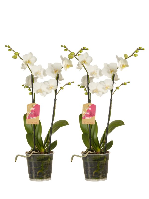 Phalaenopsis multiflora 5 Orchidee-kopen.nl