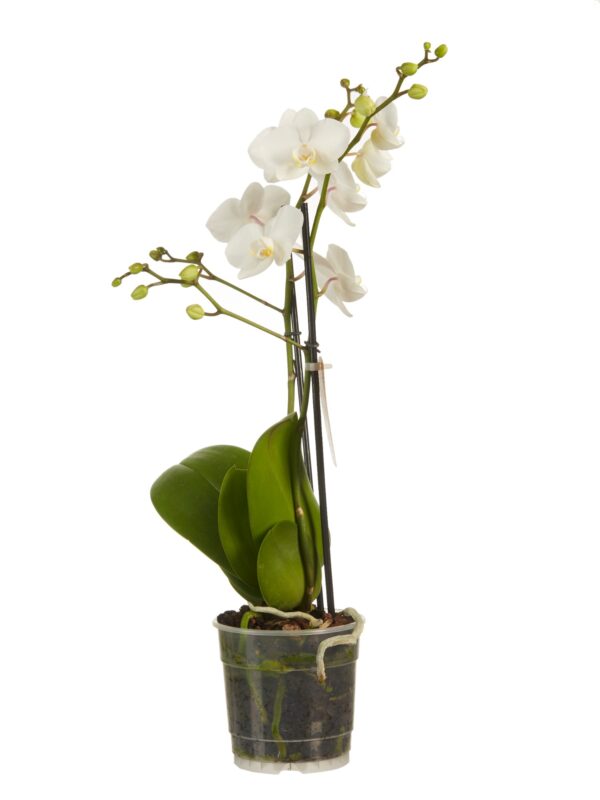 Phalaenopsis multiflora 8 Orchidee-kopen.nl