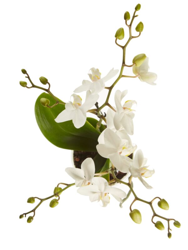 Phalaenopsis multiflora 9 Orchidee-kopen.nl