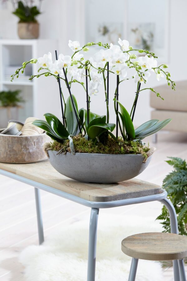Phalaenopsis multiflora 11 Orchidee-kopen.nl