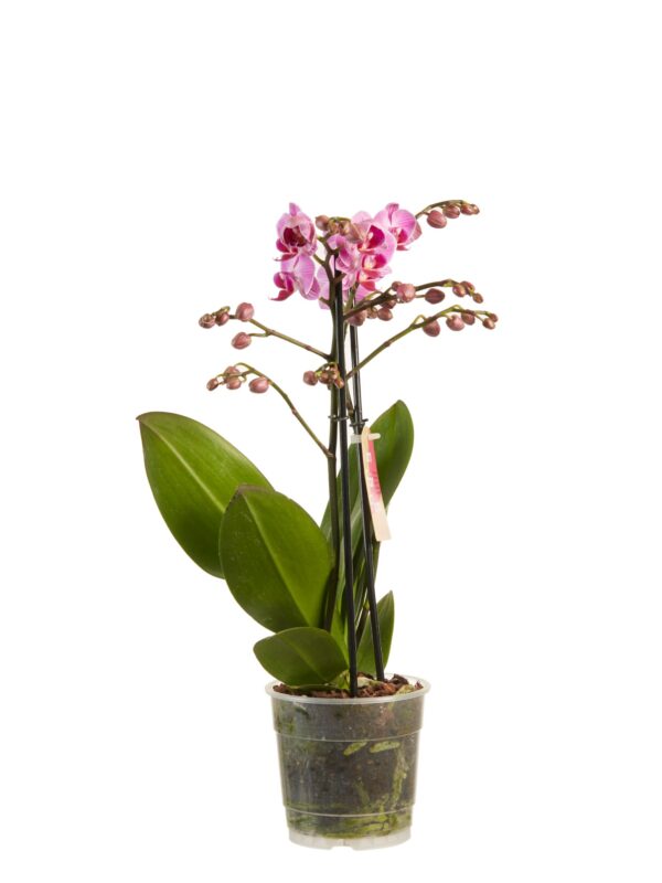 Phalaenopsis multiflora 7 Orchidee-kopen.nl