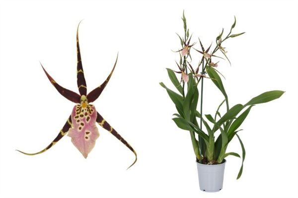 Brassia Sherlob Tolkien 2T 5 Orchidee-kopen.nl