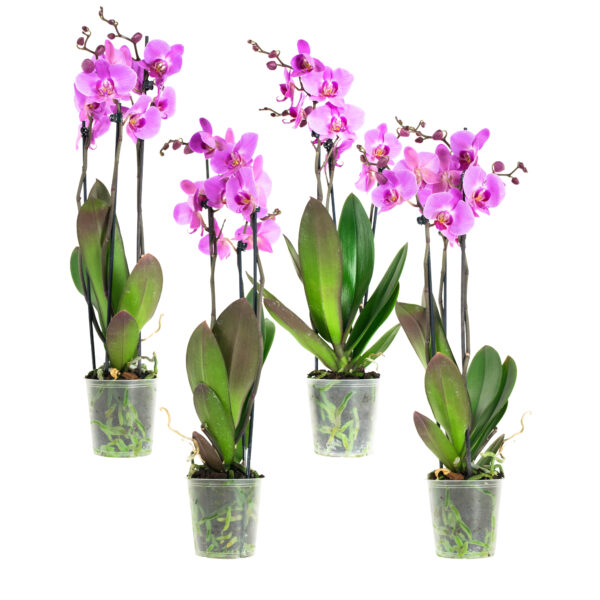 Phal Roze 3T18+ (4 stuks) 5 Orchidee-kopen.nl