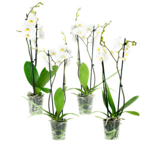 Phal Springtime 2T12+ (4 Stuks)