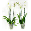 Phalaenopsis Wit 1