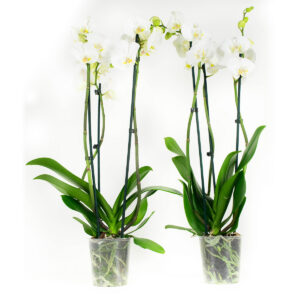 Phalaenopsis Wit